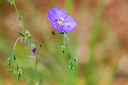 亚麻花