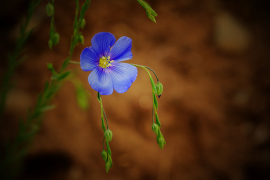 亚麻花