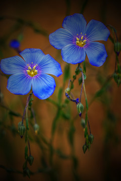 亚麻花