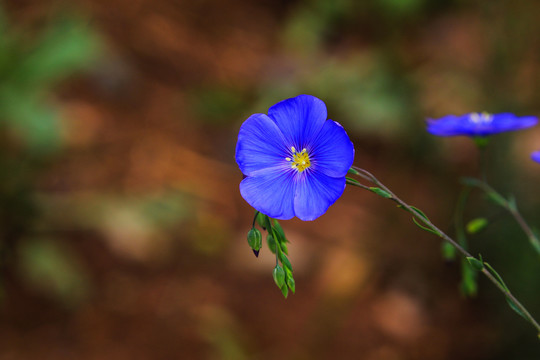 亚麻花