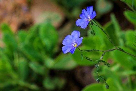 亚麻花