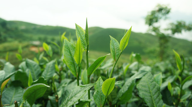 茶叶茶树