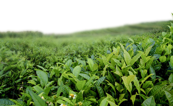 茶叶茶山