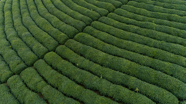 茶园茶山