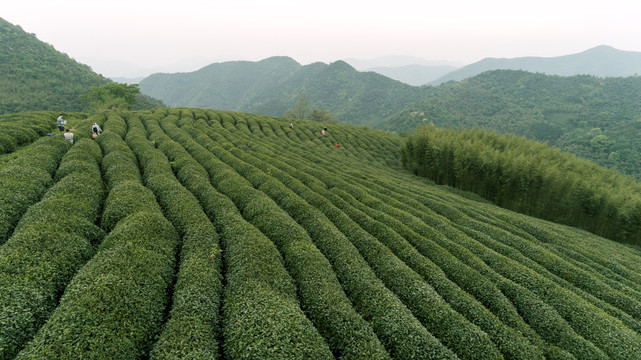 茶园茶山