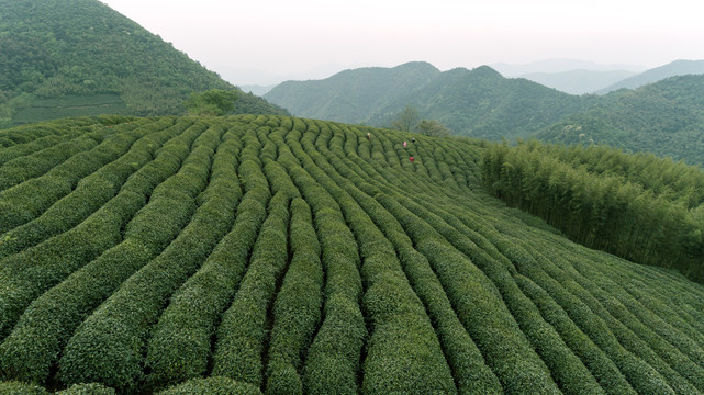 茶园茶山