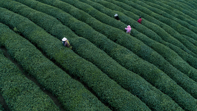 茶园茶山