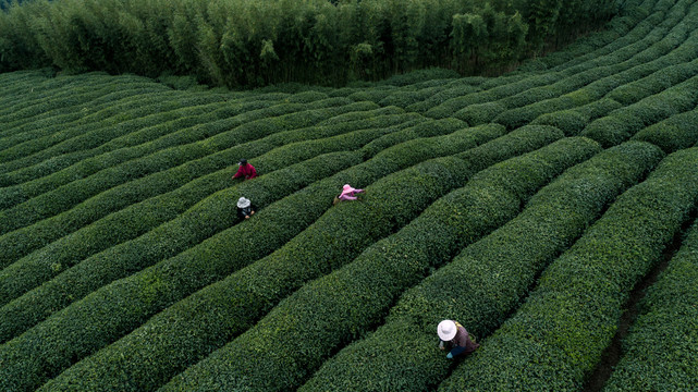 茶园茶山