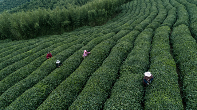 茶园茶山