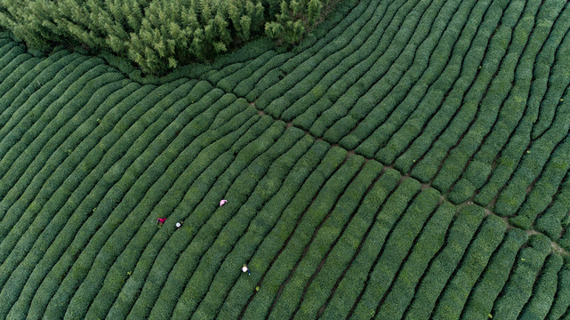 俯视茶园茶山