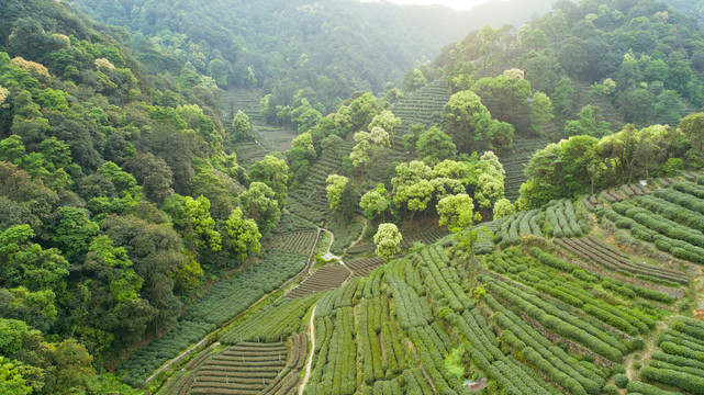 茶园茶山