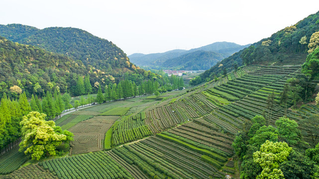 茶园茶山