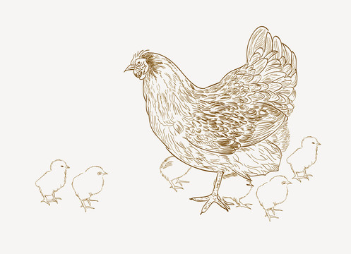 母鸡带小鸡手绘线描