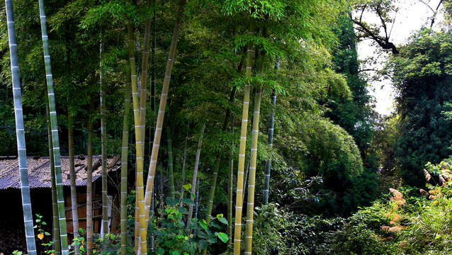 竹林小屋