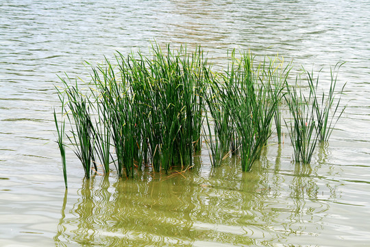 水草