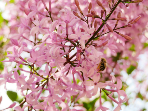紫丁香与蜜蜂