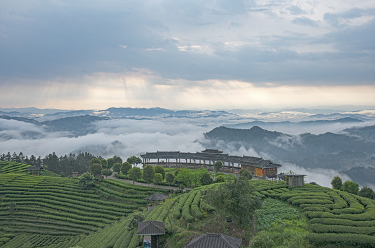 高山茶场