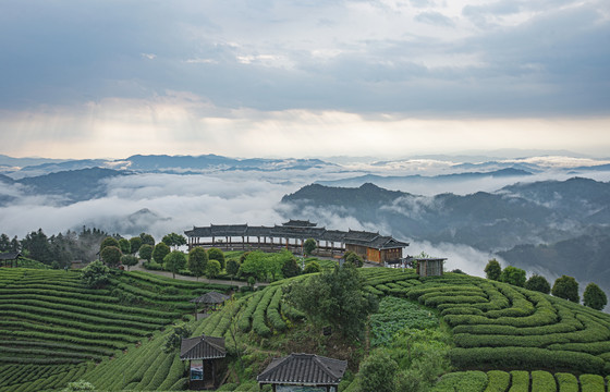 高山茶场