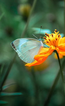 蝶恋花