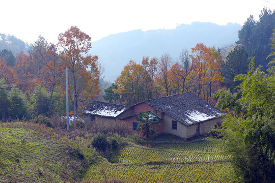 龙坝云雾U