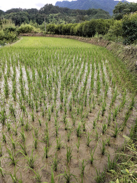 农田里的水稻