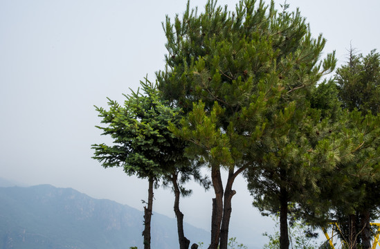 山上的松树