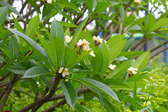 鸡蛋花