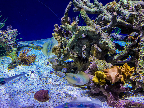 海底珊瑚乌贼