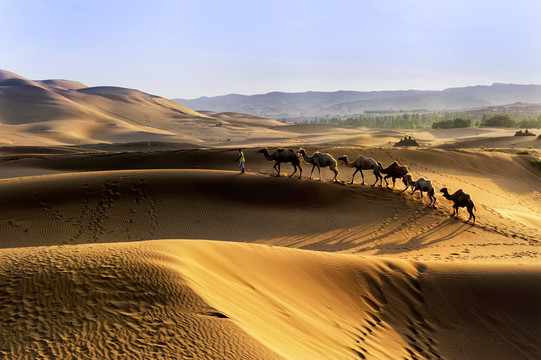 库木塔格沙漠驼队