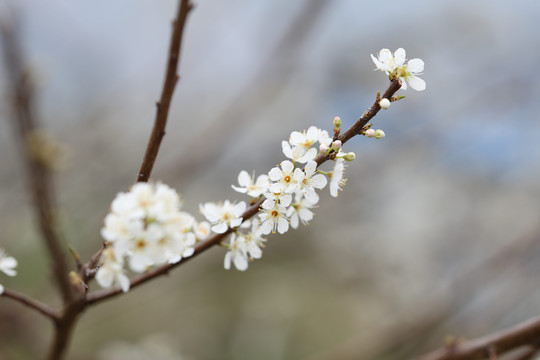 李花