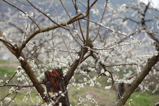 李子花