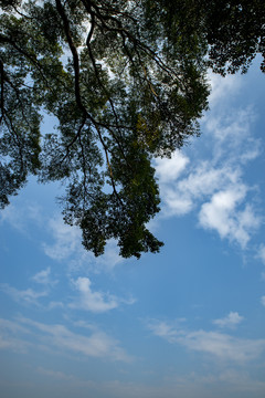 树冠蓝天背景