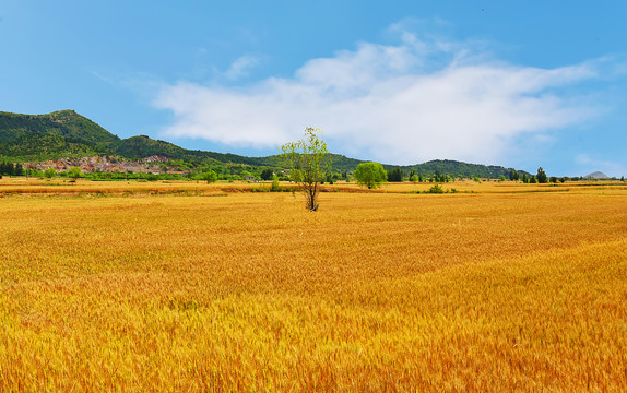 麦田