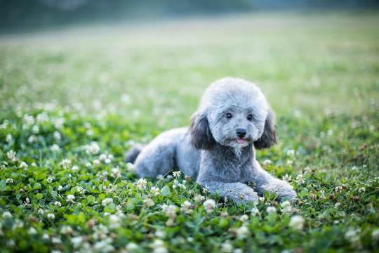 泰迪犬