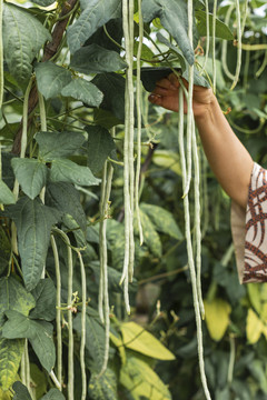 蔬菜种植绿色无公害豇豆