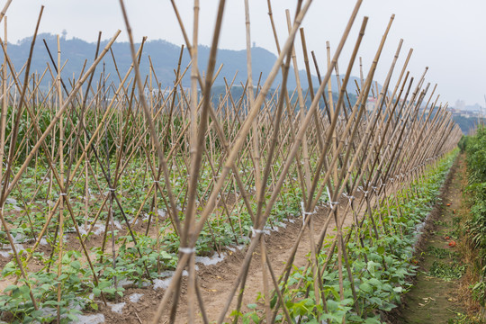 蔬菜种植绿色无公害豇豆