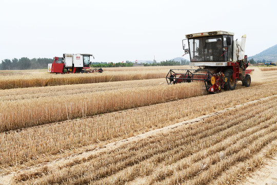 联合收割机在田间收获小麦