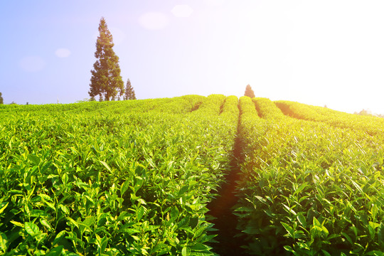 茶叶种植基地