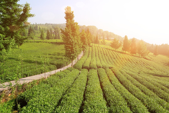 茶山风景