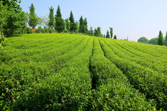 高山茶园风光