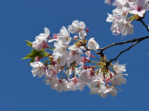 樱花