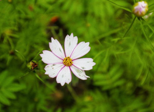 格桑花