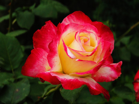 彩色玫瑰