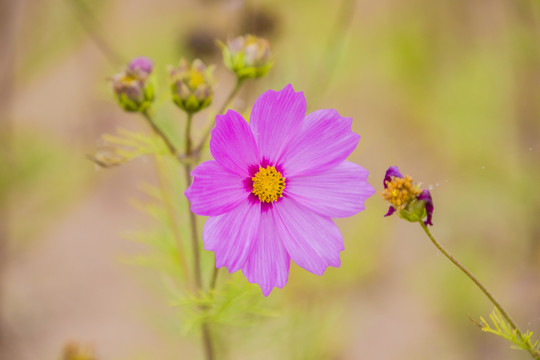 格桑花