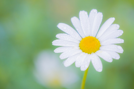 雏菊