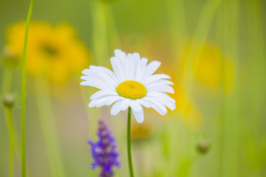 雏菊