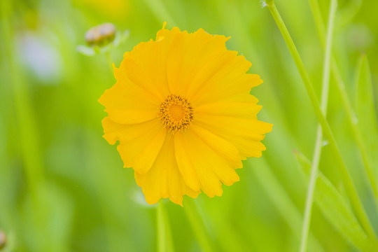 金鸡菊