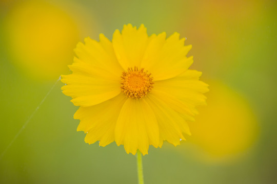 金鸡菊