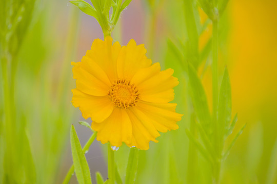 金鸡菊