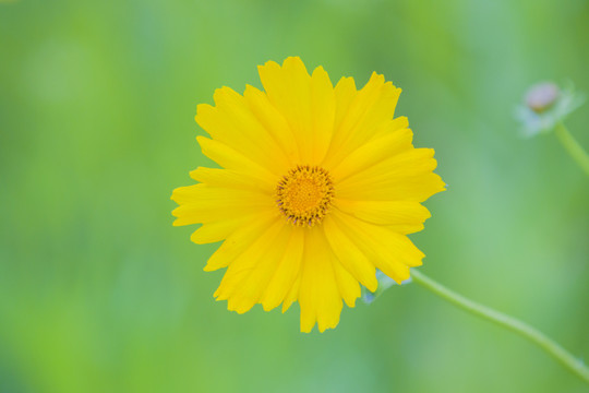 金鸡菊